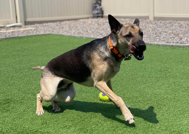 Animal Hospital of Howard Green Bay veterinarians